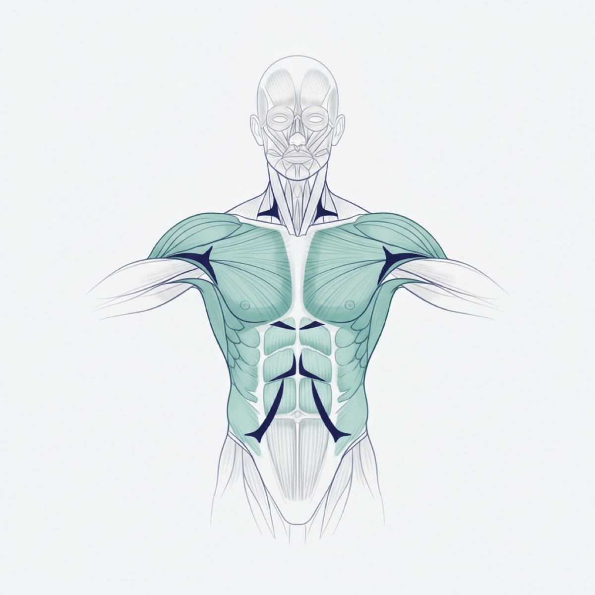 How fascia release alleviates low back pain