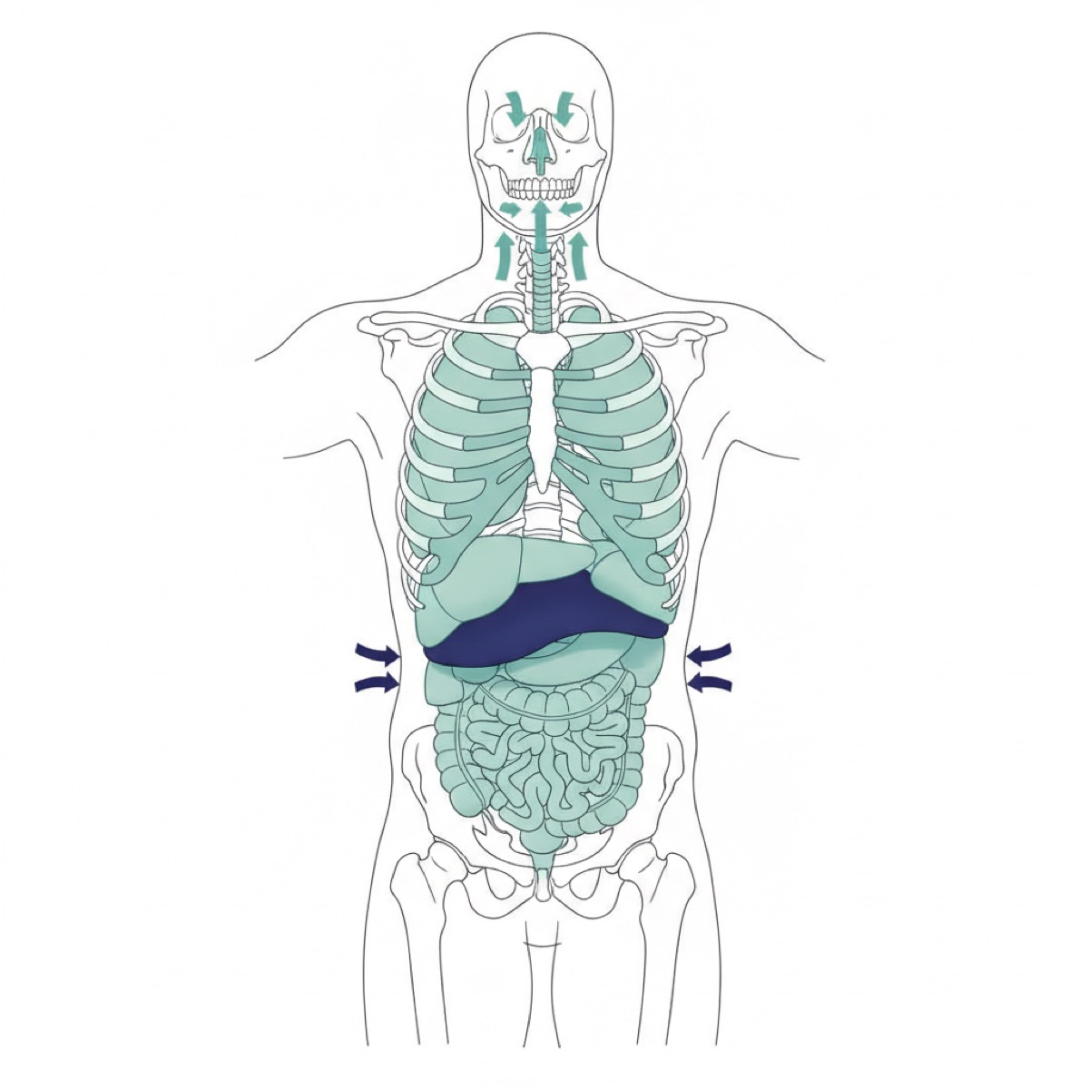 What role does breathing play in fascia release?
