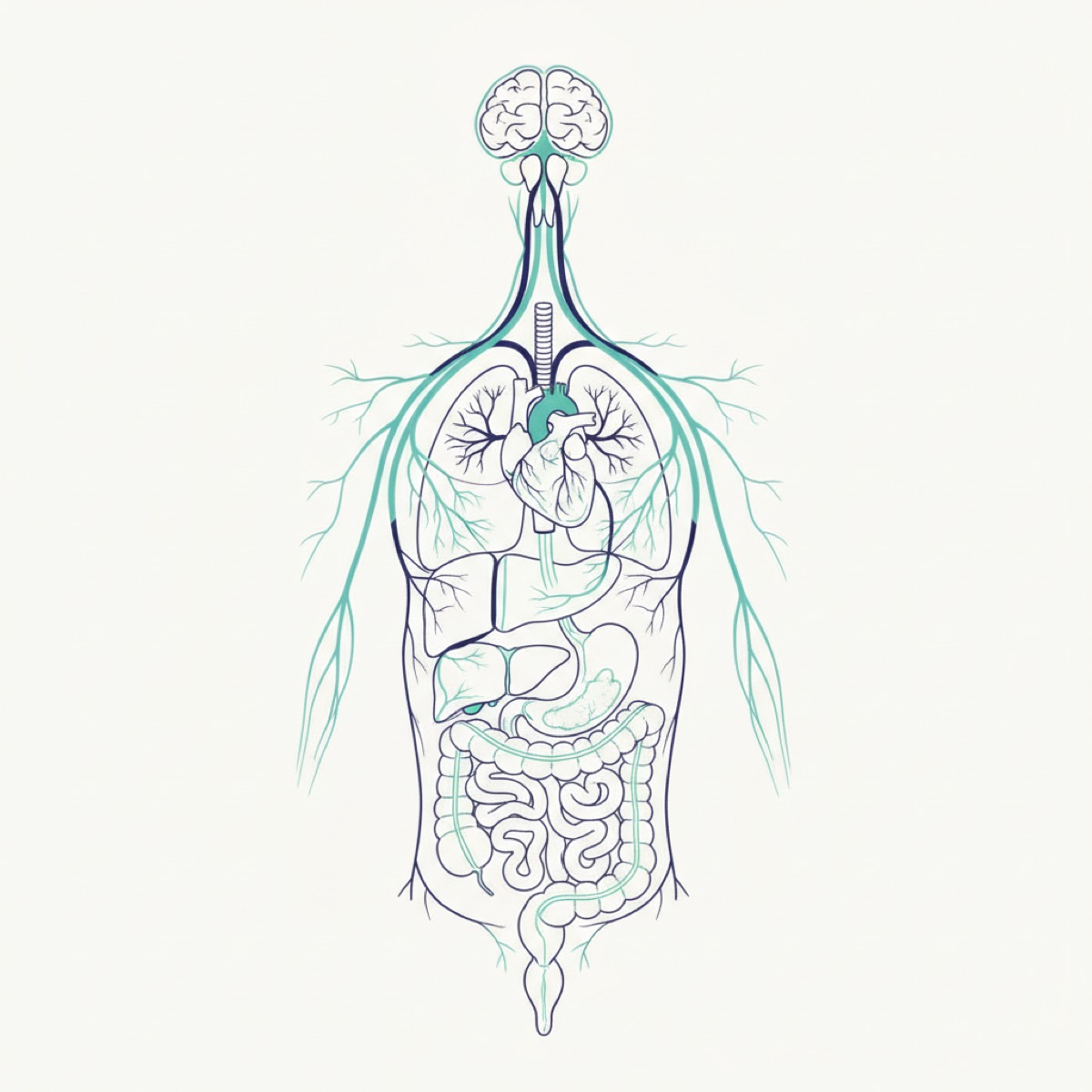 Why address the vagus nerve in therapy?