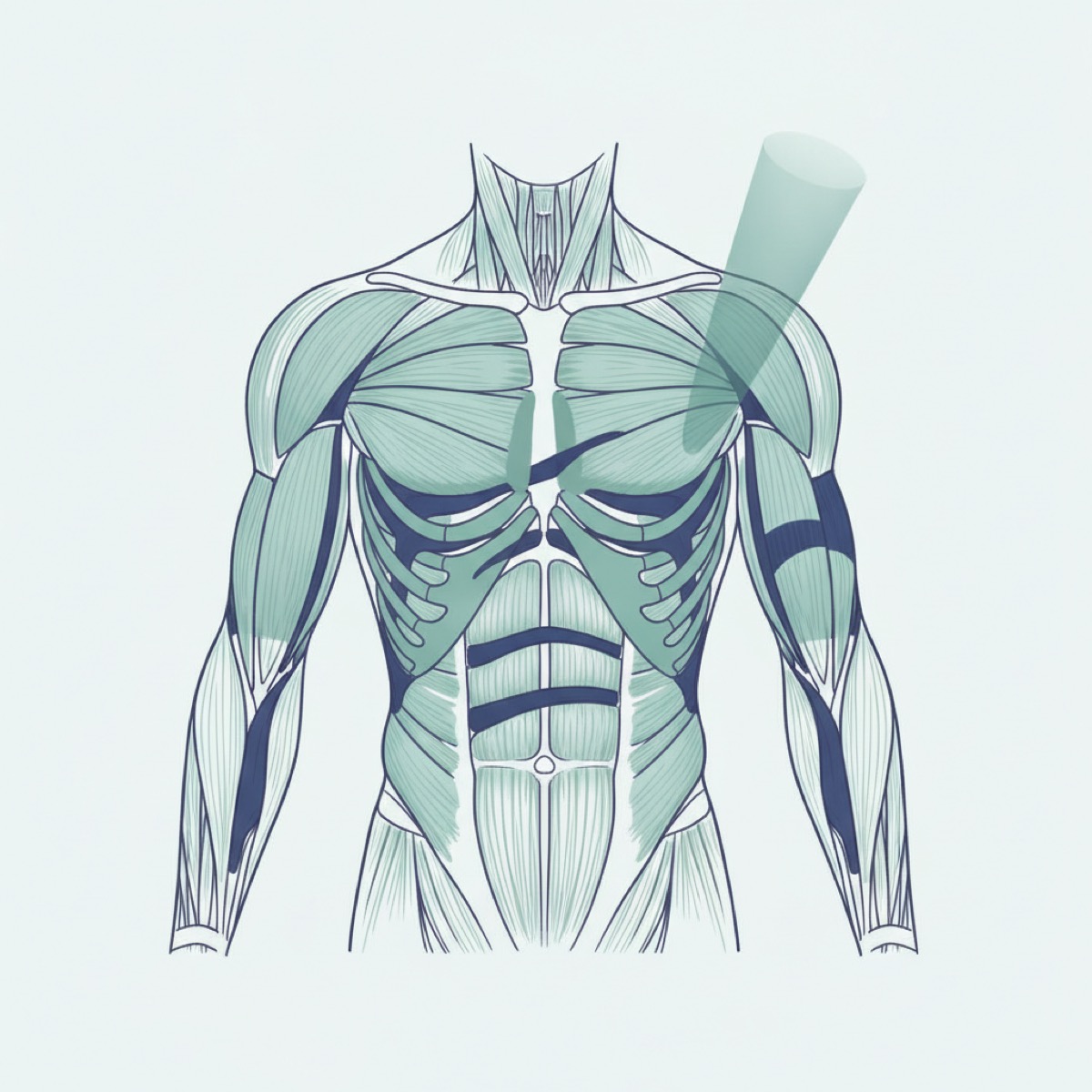 How does pelvic fascia release affect the face?