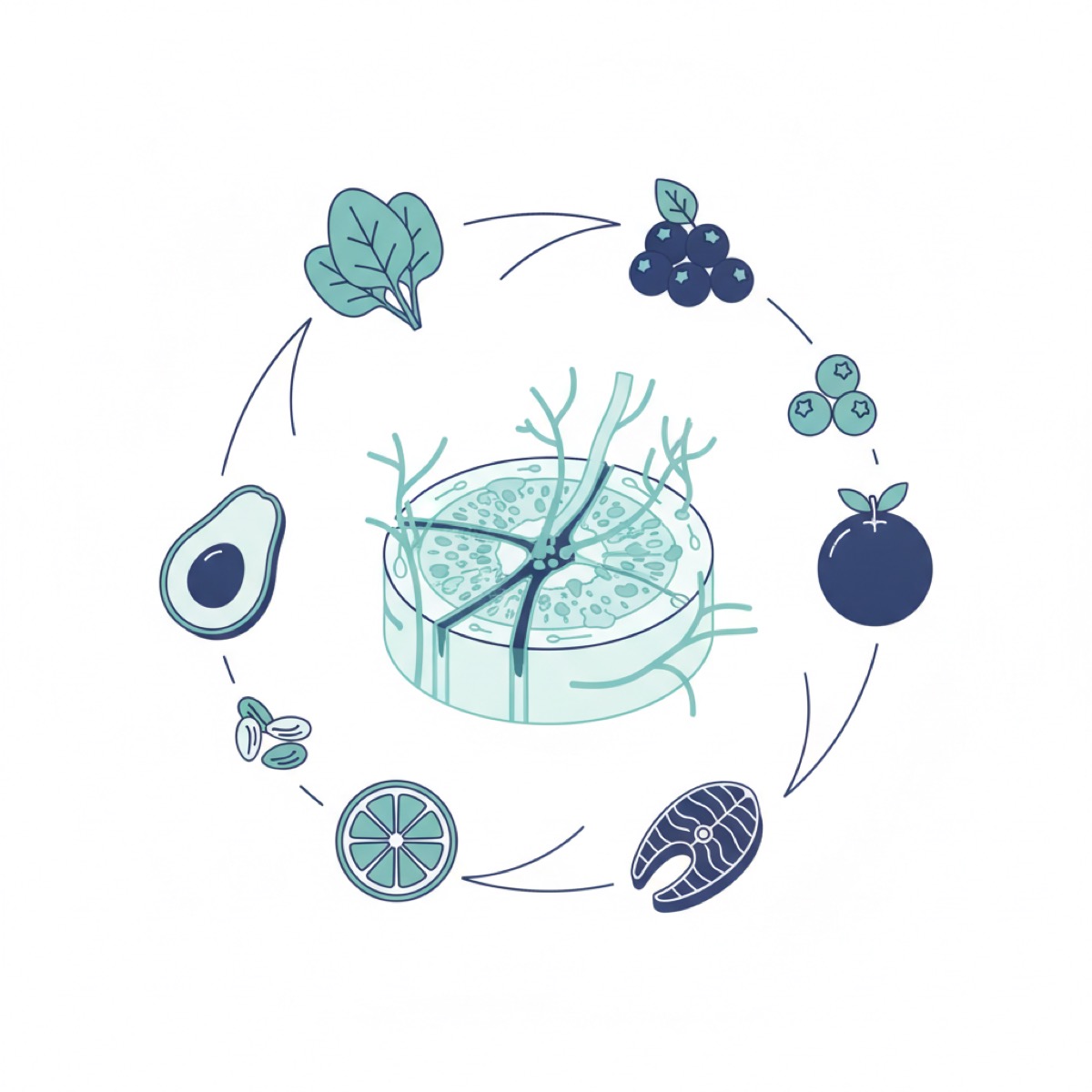 The role of nutrition in fascia health