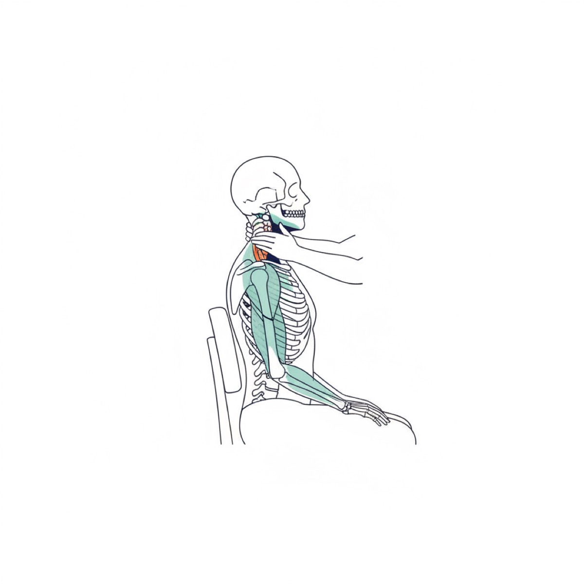 What should you expect during a neck adjustment session?