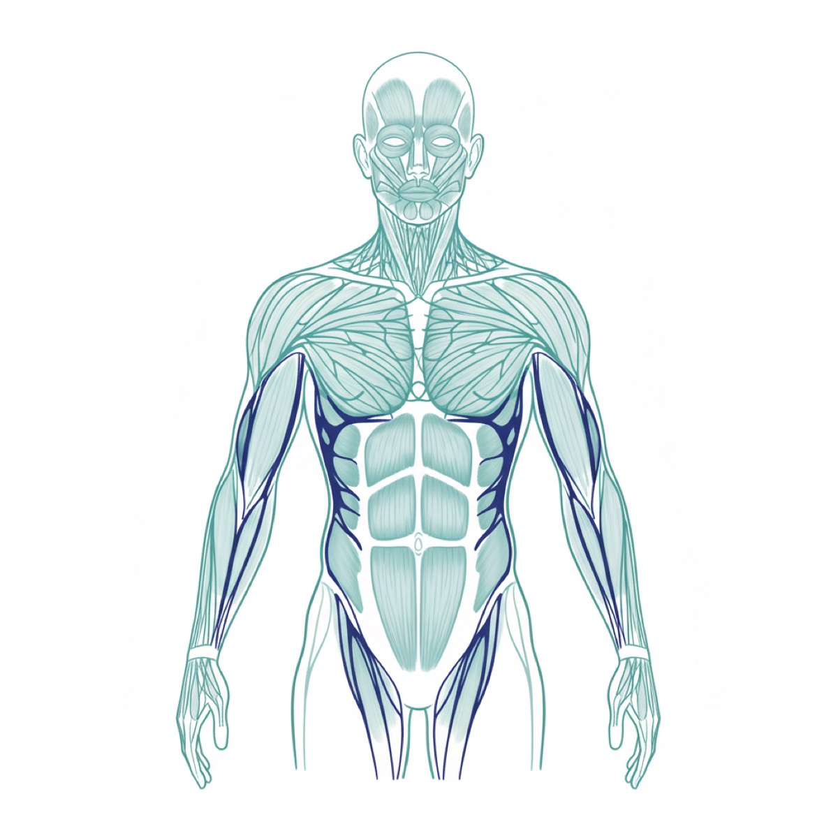 How does the subscapularis muscle affect low back pain?