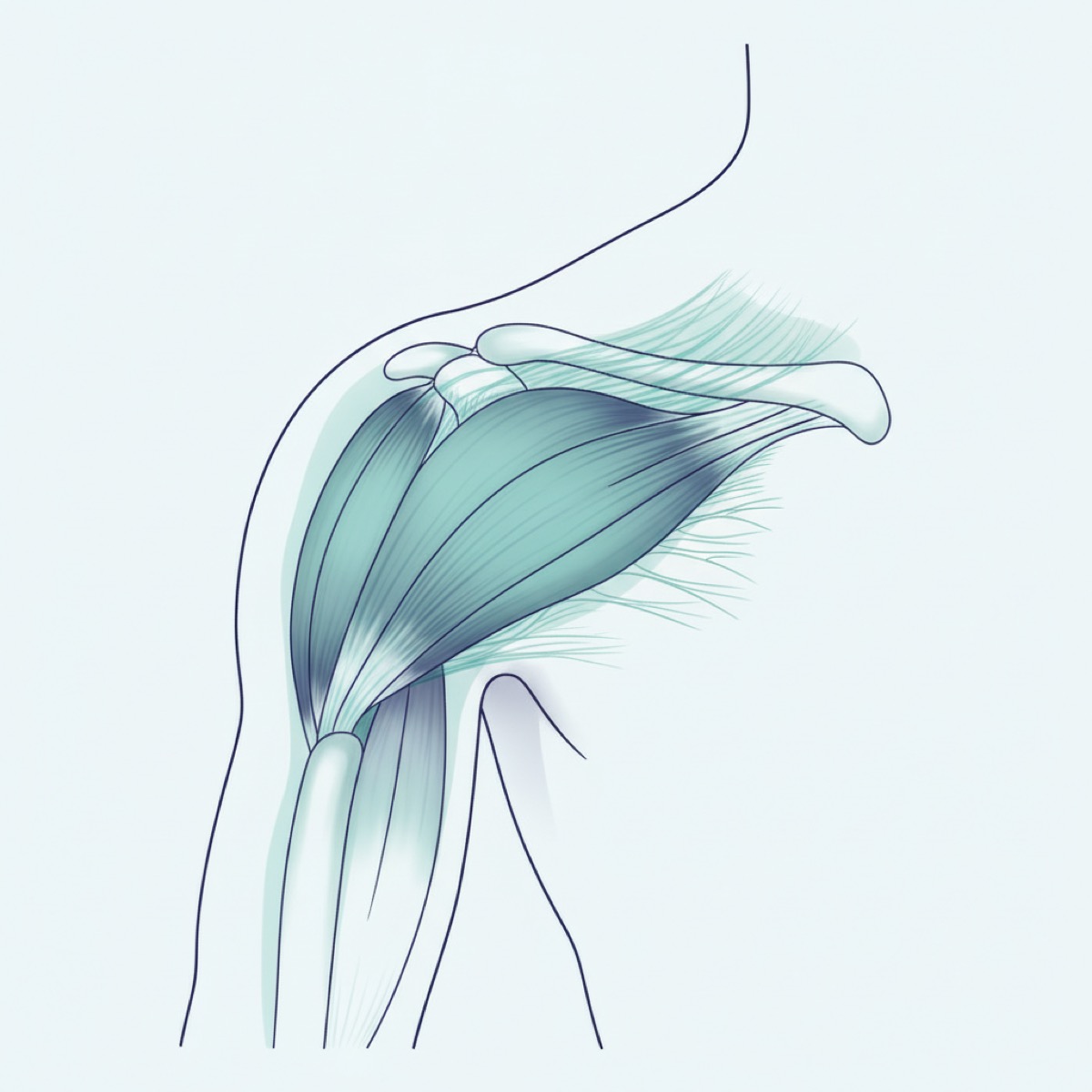Benefits of targeting the subscapularis for back pain relief