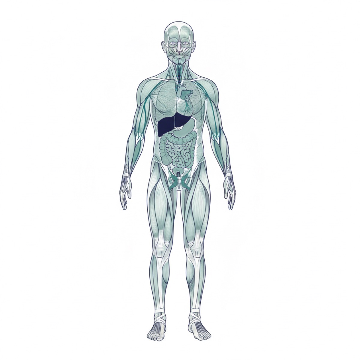 How does fascia release alleviate low back pain?