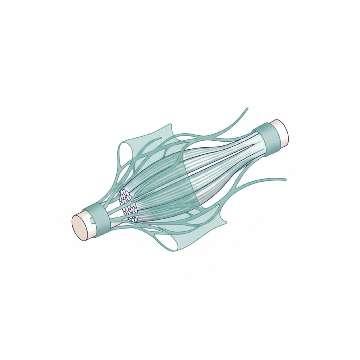 Why is muscle strength important for fascia health?