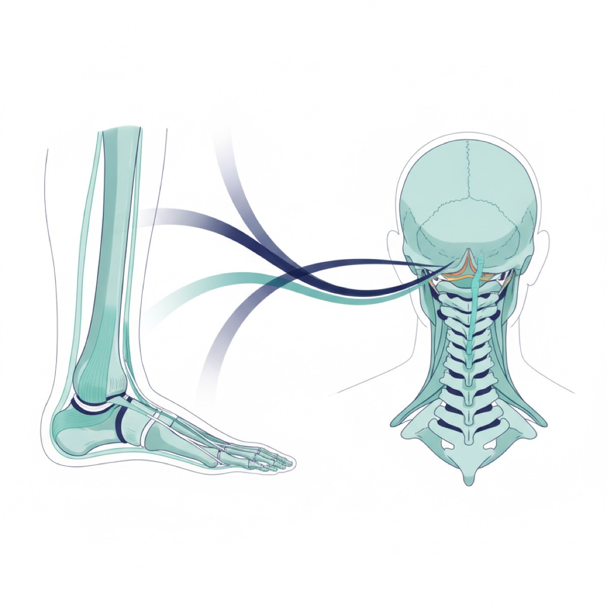 How does ankle movement affect the neck?