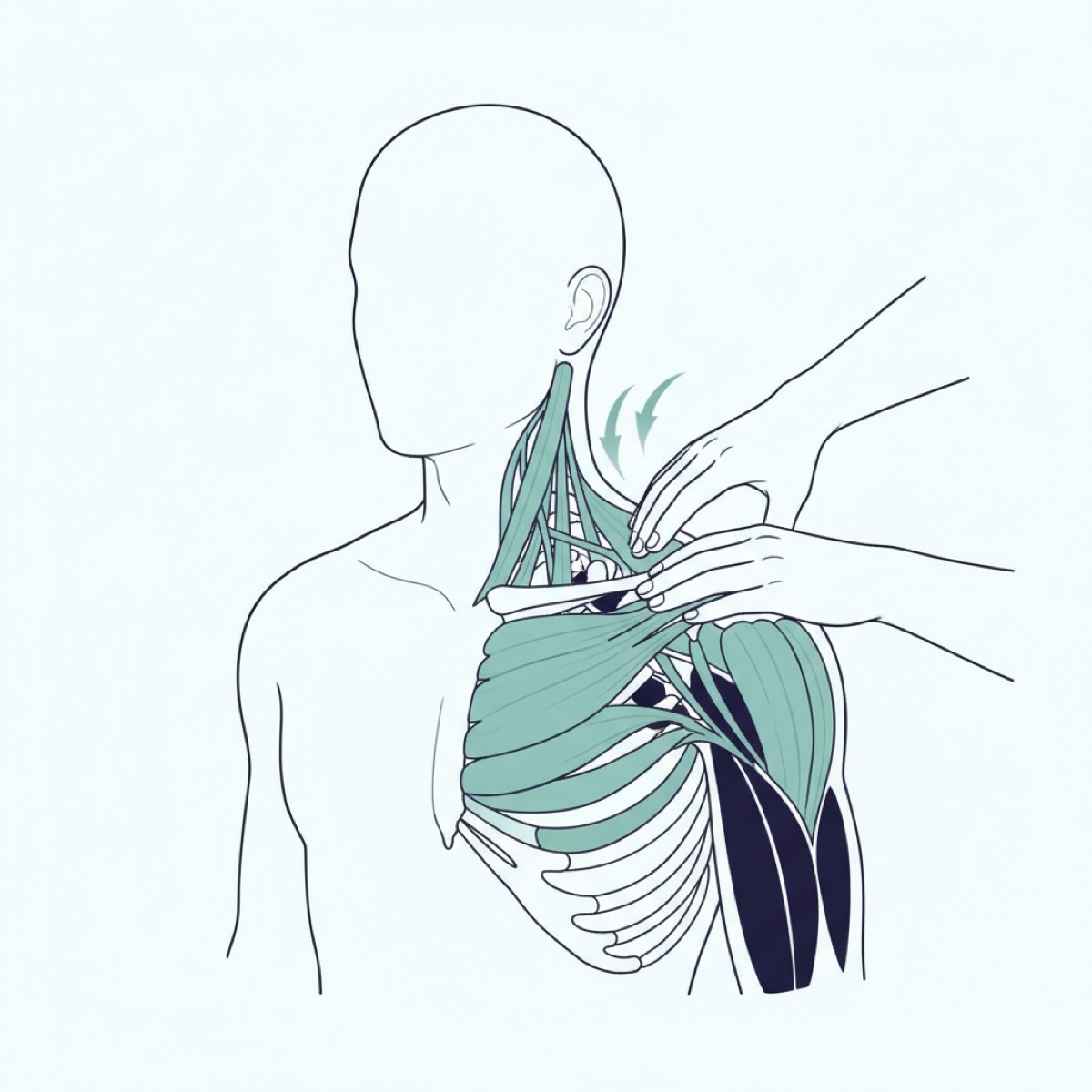 What to expect during a fascia release session?